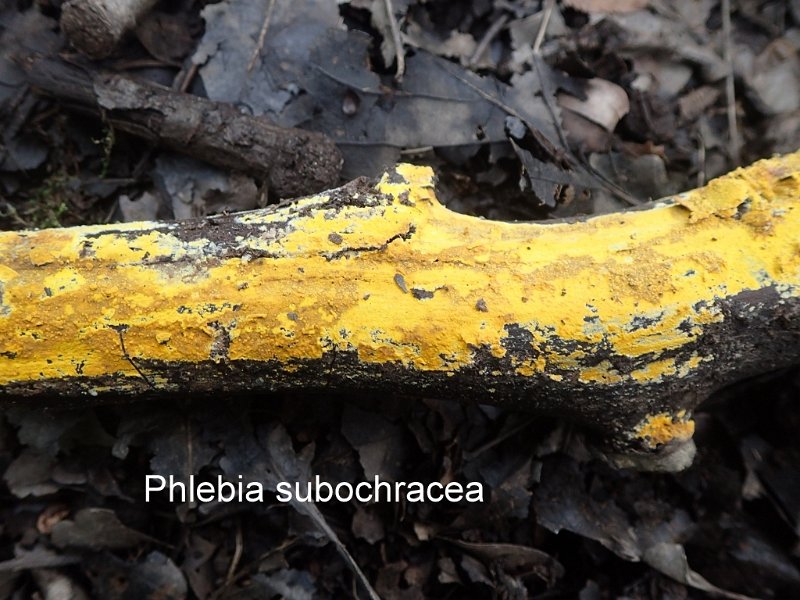 Phlebia subochracea-amf1425-1.jpg - Phlebia subochracea ; Syn: Phlebia danica ; Nom français: Phlébie plus ou moins ocre